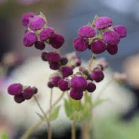 Violet Calceolaria Flower Seeds for Planting Cottage Garden Essential Heirloom & GMO Free Seeds for Home Garden
 
 Sale