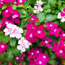 Vinca Periwinkle Flower seeds for Planting Fragrant Blossoms Heirloom & GMO Free Seeds for Home Garden