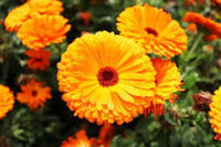 Calendula Flower seeds for Planting Seasonal Bloomer Heirloom & GMO Free Seeds for Home Garden