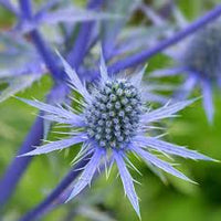 Eryngium Flower seeds for Planting - Garden Favorite, Heirloom & GMO Free Seeds for Home Garden
