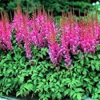 Purple Astilbe Perennial Flower Seeds for Planting Pollinator Friendly Heirloom & GMO Free Seeds for Home Garden
 
 Sale