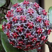 Dark Purple Hoya Carnosa Seeds for Planting Long Bloom Season Heirloom & GMO Free Seeds for Home Garden
 
 Sale