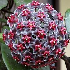 Dark Purple Hoya Carnosa Seeds for Planting Long Bloom Season Heirloom & GMO Free Seeds for Home Garden
 
 Sale