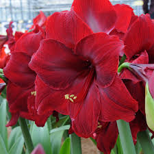 Deep Red Amaryllis Flower Seeds Premium Quality Heirloom & GMO Free Seeds for Home Garden
 
 Sale