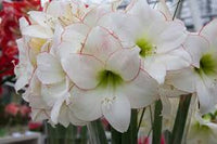 Hippeastrum Rutilum Flower seeds for Planting - Easy to Grow, Heirloom & GMO Free Seeds for Home Garden