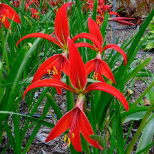 Sprekelia Flower seeds for Planting - Perfect for Borders, Heirloom & GMO Free Seeds for Home Garden