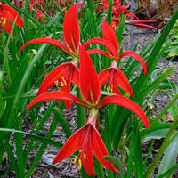 Sprekelia Flower seeds for Planting - Perfect for Borders, Heirloom & GMO Free Seeds for Home Garden