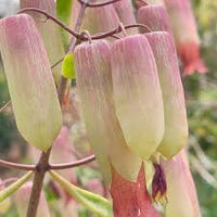 Bryophyllum Pinnatum Flower seeds for Planting - Garden Favorite, Heirloom & GMO Free Seeds for Home Garden