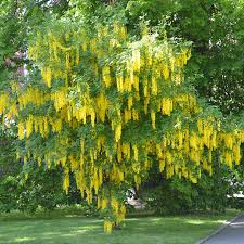 Light Yellow Crape Myrtle Tree Flower seeds for Planting - Long Bloom Season, Heirloom & GMO Free Seeds for Home Garden
 
 Sale