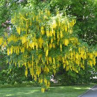 Light Yellow Crape Myrtle Tree Flower seeds for Planting - Long Bloom Season, Heirloom & GMO Free Seeds for Home Garden
 
 Sale