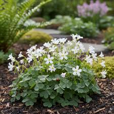 White Oxalis Laciniata Flower Seeds for Planting Shade Tolerant Heirloom & GMO Free Seeds for Home Garden
 
 Sale
