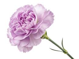 Lavender Carnation Flower seeds for Planting - Wildflower Mix, Heirloom & GMO Free Seeds for Home Garden