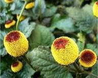 Toothache / Eyeball Plant (Spilanthes oleracea) Red & Yellow Flower Herb Seeds
