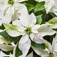 White Poinsettia Flower seeds for Planting - Hardy Variety, Heirloom & GMO Free Seeds for Home Garden