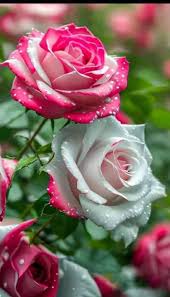 Light Pink Snow Rose Flower Seeds for Planting Colorful Display Heirloom & GMO Free Seeds for Home Garden
 
 Sale