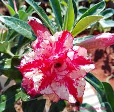 Pink and White Adenium Obesum Flower Seeds for Planting