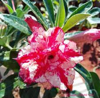 Pink and White Adenium Obesum Flower Seeds for Planting