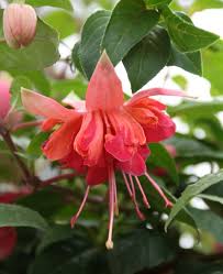 Red Double Petals Fuchsia Seeds for Planting Low Maintenance Heirloom & GMO Free Seeds for Home Garden
 
 Sale