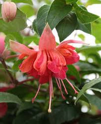 Red Double Petals Fuchsia Seeds for Planting Low Maintenance Heirloom & GMO Free Seeds for Home Garden
 
 Sale