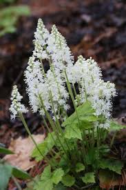 White Tiarella Trifoliata Flower seeds for Planting - Colorful Display, Heirloom & GMO Free Seeds for Home Garden