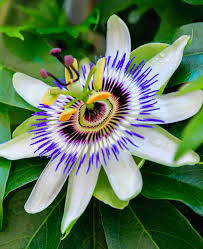 Passiflora Flower seeds for Planting Colorful Display Heirloom & GMO Free Seeds for Home Garden