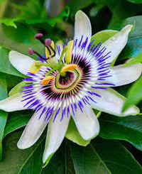 Passiflora Flower seeds for Planting Colorful Display Heirloom & GMO Free Seeds for Home Garden