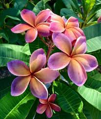 Purple Yellow Frangipani Flower seeds for Planting - Compact Growth, Heirloom & GMO Free Seeds for Home Garden