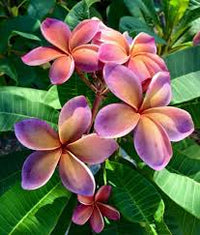 Purple Yellow Frangipani Flower seeds for Planting - Compact Growth, Heirloom & GMO Free Seeds for Home Garden