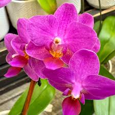 Violet Phalaenopsis Orchid Flower Seeds for Planting Drought Tolerant Heirloom & GMO Free Seeds for Home Garden
 
 Sale