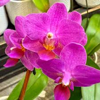 Violet Phalaenopsis Orchid Flower Seeds for Planting Drought Tolerant Heirloom & GMO Free Seeds for Home Garden
 
 Sale