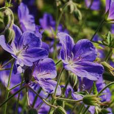 Blue Climbing Geranium Flower Seeds for Gardening