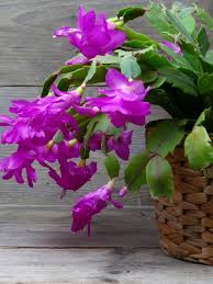 Purple Schlumbergera Flower seeds for Planting - Low Maintenance, Heirloom & GMO Free Seeds for Home Garden