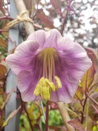 Heirloom Cobaea Flower seeds for Planting Compact Growth Heirloom & GMO Free Seeds for Home Garden