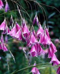 Lavender Dierama Flower seeds for Planting - Low Maintenance, Heirloom & GMO Free Seeds for Home Garden