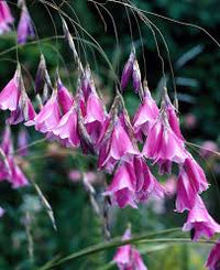 Lavender Dierama Flower seeds for Planting - Low Maintenance, Heirloom & GMO Free Seeds for Home Garden