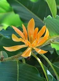 Michelia Flower seeds for Planting - Garden Favorite, Heirloom & GMO Free Seeds for Home Garden