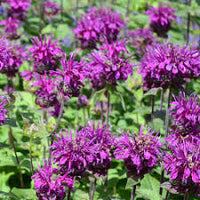 Purple Bergamot Flower seeds for Planting - Garden Favorite, Heirloom & GMO Free Seeds for Home Garden