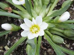White Nevada Lewisia Flower seeds for Planting - Easy to Grow, Heirloom & GMO Free Seeds for Home Garden
 
 Sale