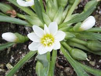 White Nevada Lewisia Flower seeds for Planting - Easy to Grow, Heirloom & GMO Free Seeds for Home Garden
 
 Sale