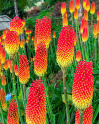 Red Hot Poker Flower seeds for Planting - Drought Tolerant, Heirloom & GMO Free Seeds for Home Garden