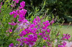 Everlasting Pea Flower seeds for Planting - Garden Favorite, Heirloom & GMO Free Seeds for Home Garden