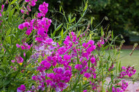 Everlasting Pea Flower seeds for Planting - Garden Favorite, Heirloom & GMO Free Seeds for Home Garden