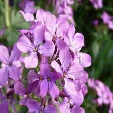 Light Purple Nasturtium Flower seeds for Planting Low Maintenance Heirloom & GMO Free Seeds for Home Garden