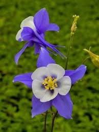 Light Blue Pink Aquilegia Flower Seeds for Planting Compact Growth Heirloom & GMO Free Seeds for Home Garden
 
 Sale