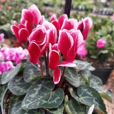 Red White Cyclamen Flower seeds for Planting - Seasonal Bloomer, Heirloom & GMO Free Seeds for Home Garden