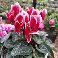 Red White Cyclamen Flower seeds for Planting - Seasonal Bloomer, Heirloom & GMO Free Seeds for Home Garden
