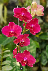 Light Red Orchid Phalaenopsis Seeds for Planting Cut Flower Favorite Heirloom & GMO Free Seeds for Home Garden
 
 Sale