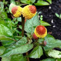 Spilanthes Flower Planting for Colorful Gardens  Seeds for Vibrant and Unique Blooms