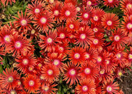 Delosperma Carmine Flower seeds for Planting Perfect for Borders Heirloom & GMO Free Seeds for Home Garden
