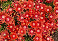 Delosperma Carmine Flower seeds for Planting Perfect for Borders Heirloom & GMO Free Seeds for Home Garden